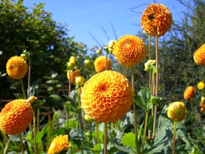 Waterperry Gardens_01.JPG